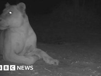 'Extinct' lion spotted in Chad national park