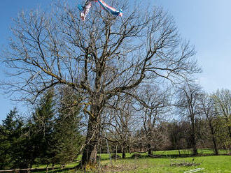 K záchraně paraglidisty, který uvízl na stromě v Jiřetíně pod Jedlovou, vyjely tři jednotky hasičů.…