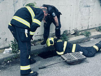 Na náměstí Bohumila Hrabala v Praze hasiči zachránili sedm kachňat z kanálu. Předali je matce…