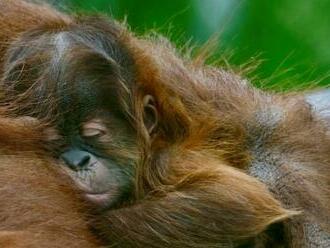 Bratislavská ZOO sa teší novému prírastku, návštevníci môžu uvidieť mláďa orangutana sumatrianskeho