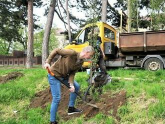 Kadaň je bohatší o další stromořadí, na výsadbu dvaceti habrů získalo finanční prostředky od Nadace ČEZ