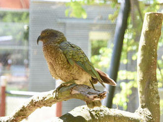 Papoušci nestor kea v liberecké zoo mají nový pavilon. Vznikl z toalet