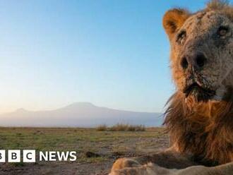 Wild lion Loonkiito, 'one of the world's oldest', killed in Kenya