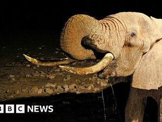 Kenyan farmer: 'I'm afraid that elephants will kill me'