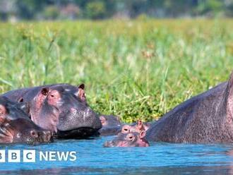 Malawi hippo in deadly attack on packed river boat