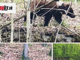 AKTUÁLNE upozornenie na výskyt medveďa: Videli ho priamo pri frekventovanej ceste! Zasiahnuť musela polícia