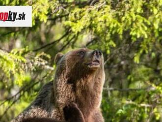 POZOR V blízkosti známych kúpeľov sa pohybuje medvedica! Zviera má problémy, ľudia sa majú okoliu vyhýbať