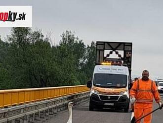 FOTO Diaľniční policajti z Trenčína sa museli postarať o nezvyčajného návštevníka: Premávku na D1 ohrozovala labuť!