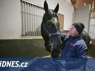 Po deseti letech má Zhoř vítěze Velké pardubické, pamlsky ale Godfrey nedostává