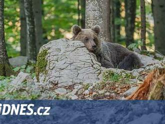 Medvěd na Slovensku napadl houbaře, ten zraněním podlehl