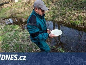 Na Moravě hrozí komáří kalamita, záplavy zajistily vláhu pro opožděné vylíhnutí