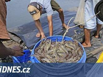 Obchodníci tlačí na ceny krevet. Často nepokryjeme ani náklady, trápí farmáře