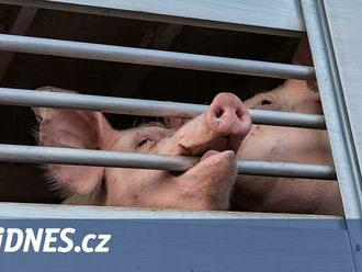 Symbolické změny, nebo ochrana zvířat? Kamery na jatkách mají podporu