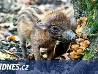 V ostravské zoo se narodila mláďata prasat z Filipín, v přírodě jsou na vymření