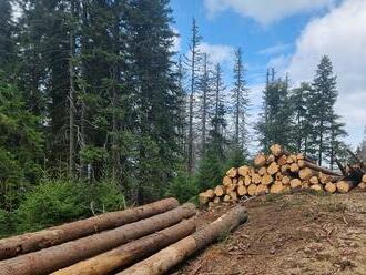 Ochranári upozornili na hrozby vyplývajúce z ťažby v biotope hlucháňa v Malej Fatre