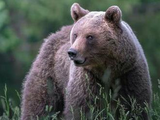 V blízkosti Košíc spozorovali medveďa, mladého samotára videli lesníci v Čermeli