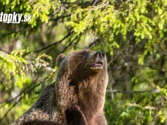 MIMORIADNE varovanie obce na Liptove! Po dedine sa prechádzali tri medvede