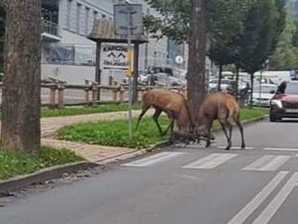 Okoloidúci sa museli uhýbať a autá zastavovať: Na ceste pod Tatrami sa bili jelene!