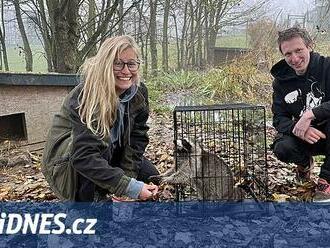 Do pasti na zloděje slepic se chytil mýval. Už má nový domov v táborské zoo