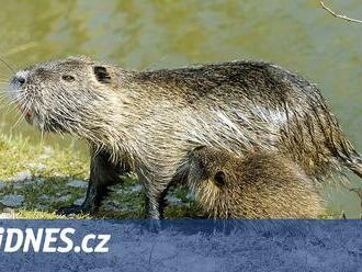 Chtěl víc druhů, tak přivezl nutrii. Rus nadobro změnil ázerbájdžánskou faunu