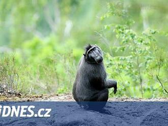 Za vypuštění opic ze zoo skončí muž na psychiatrii, ovlivnila ho porucha