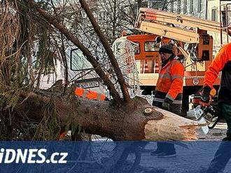 V Litvínově se zřítil vánoční strom, zřejmě kvůli větru. Odpoledne stál zpět