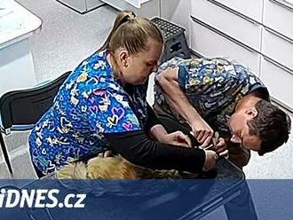 Kříženec bez vodítka zakousl čivavu. Napadení psů řeším pořád, zuří veterinář