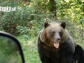 Stret s medveďom priamo v obci: VIDEO Šelma utekala pred autom! V TOMTO okrese varujú pred zvýšeným výskytom