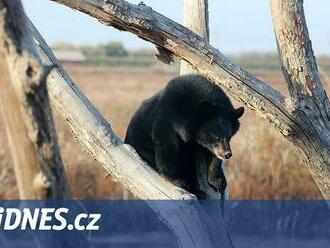 Karma za loveckou sezonu? Postřelený medvěd spadl na muže přímo ze stromu