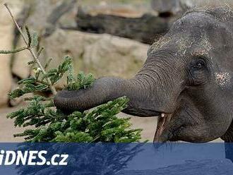 VIDEO: Zvířata v pražské zoo si smlsnou na stromcích s holátky i křepelkami