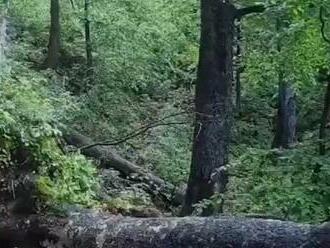 Ľuboš namieril fotopascu na miesto, kam nevkročila ľudská noha: Ohromujúce, čo zachytila!