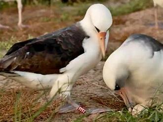 Túto samičku albatrosa s údivom sleduje celý svet: Rýchlo pochopíte prečo