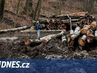 Ministři slíbili Žďánickému lesu ochranu. I tak se na stromy vrhli dřevorubci