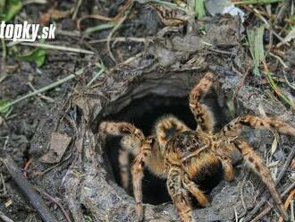 Bŕŕŕŕ...Ľudí z Trnavy strašia juhoruské tarantuly: Zaplavili záhrady aj domy, lovia skokom! Treba sa báť?