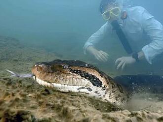 Objavili najväčšieho hada na svete! Naskočia vám zimomriavky, aký je obrovský