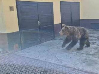 Zoológ Kalaš: Medveď, ktorý útočil v Liptovskom Mikuláši, tam neprišiel dobrovoľne