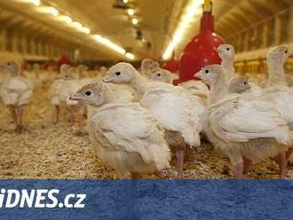 Popáleniny, nemoci, hlad. Obránci zvířat kritizují špatné podmínky chovu kuřat