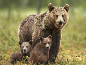 Medvedica sa rozbehla po ochranároch! Jeden z nich vystrelil, guľka trafila kolegu