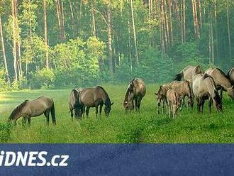 Úplně obyčejné a nádherné Polsko. Objevte Roztoczanský národní park