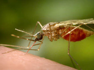 Pri slovenských hraniciach sa množia komáre, ktoré kedysi šírili maláriu. Hrozí viacero rizík