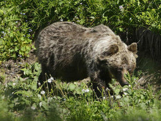 Pre výskyt medveďa sa bude po novom vyhlasovať mimoriadna situácia. Parlament schválil aj riešenia na jeho elimináciu