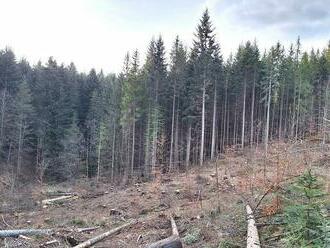 Lykožrút požiera ďalšie oblasti na Slovensku, lesníci chystajú rázny zásah. Hľadajú aj vinníkov