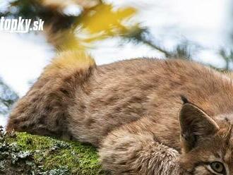 Ochranári posielajú poslancom výzvu: Za tento zákon nehlasujte, môže ohroziť populácie chránených šeliem!