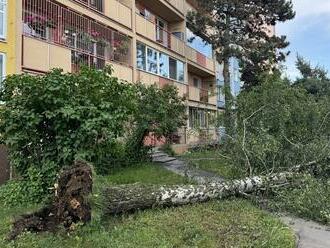 Vetrisko a búrky v Košiciach spôsobili škody v zoo: Konáre a lístie zjedli zvieratá!