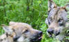Česko vracia vlky späť do prírody, Domažlice však varujú obyvateľov