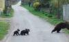 Ochranári pri Banskej Bystrici zastrelili medvedicu a aj jej tri mláďatá