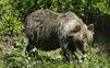 Češka si z Oravy spravila safari, nelegálne ulovila medveďa