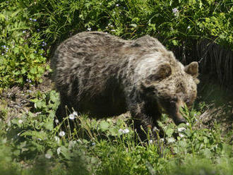 Češka si z Oravy spravila safari, nelegálne ulovila medveďa