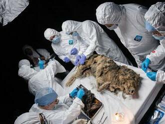 Vedci skúmajú vlka, ktorý bol 44 000 rokov zamrznutý v sibírskom permafroste