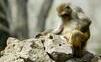 Hurikán združil opice. Po prírodnej katastrofe mali k sebe bližšie